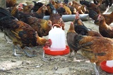 家禽飲水器，雞鴨飲水